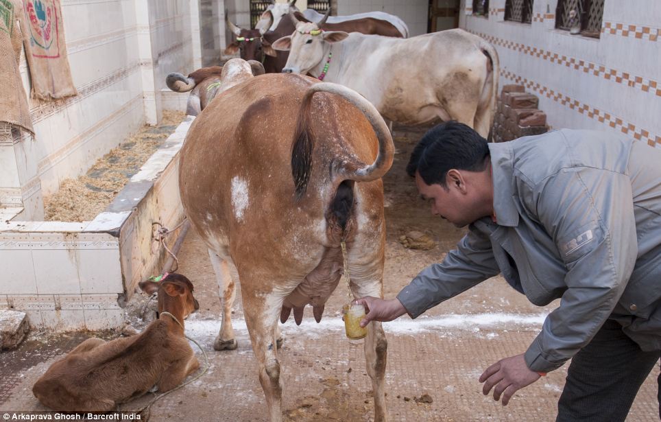 Drinking cow urine can help cure all diseases including cancer: Hindu cult