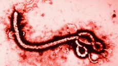 6 "high risk" Ebola suspects passengers quarantine at New Delhi Airport